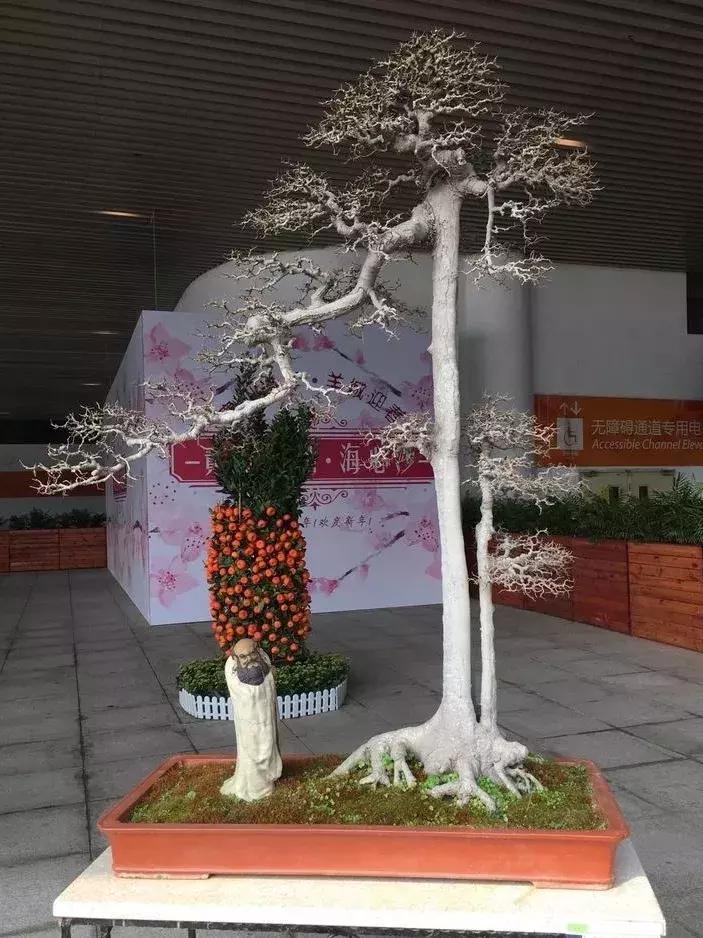 西北盆景树种100种,最值得收藏的六种盆景树种是哪种