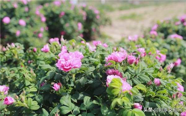 食用玫瑰是重瓣玫瑰吗,食用玫瑰花怎么辨别