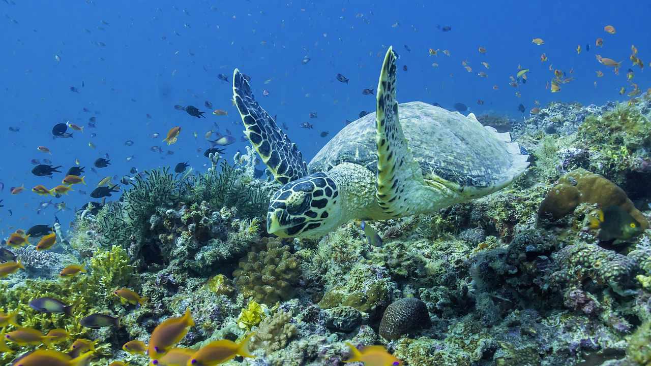 马尔代夫鲁滨逊岛怎么样,马尔代夫鲁滨逊岛攻略