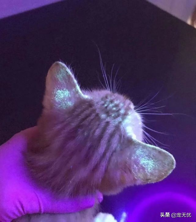 猫咪感染癣,猫咪感染猫癣怎么办