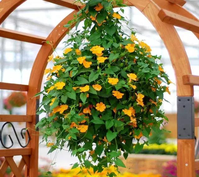 适合新手养的漂亮植物，价格便宜还好养活，来看看有没有你喜欢的