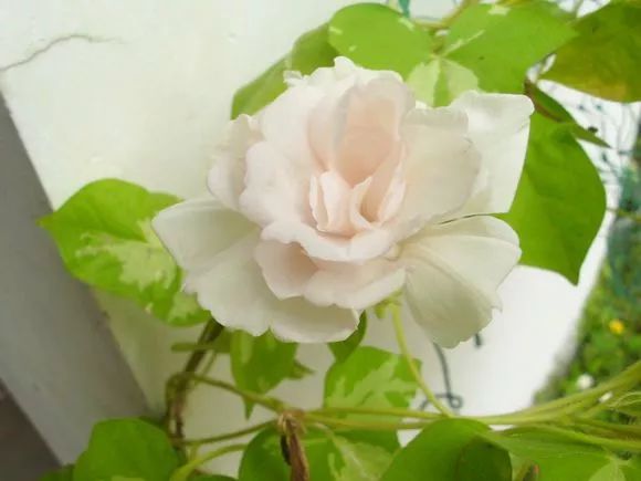 牵牛花到处都可以肆无忌惮的生长,不常见的品种,美出天际!