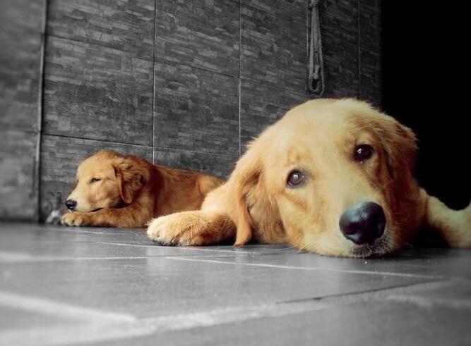 金毛寻回猎犬智商排行,金毛智商排行榜前十名