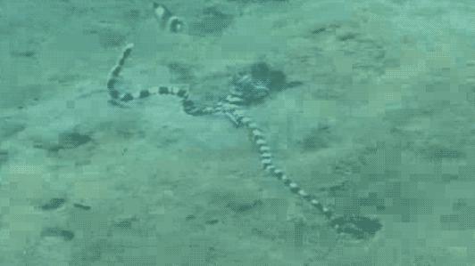 顶级伪装大师拟态章鱼,拟态章鱼科幻般伪装全过程