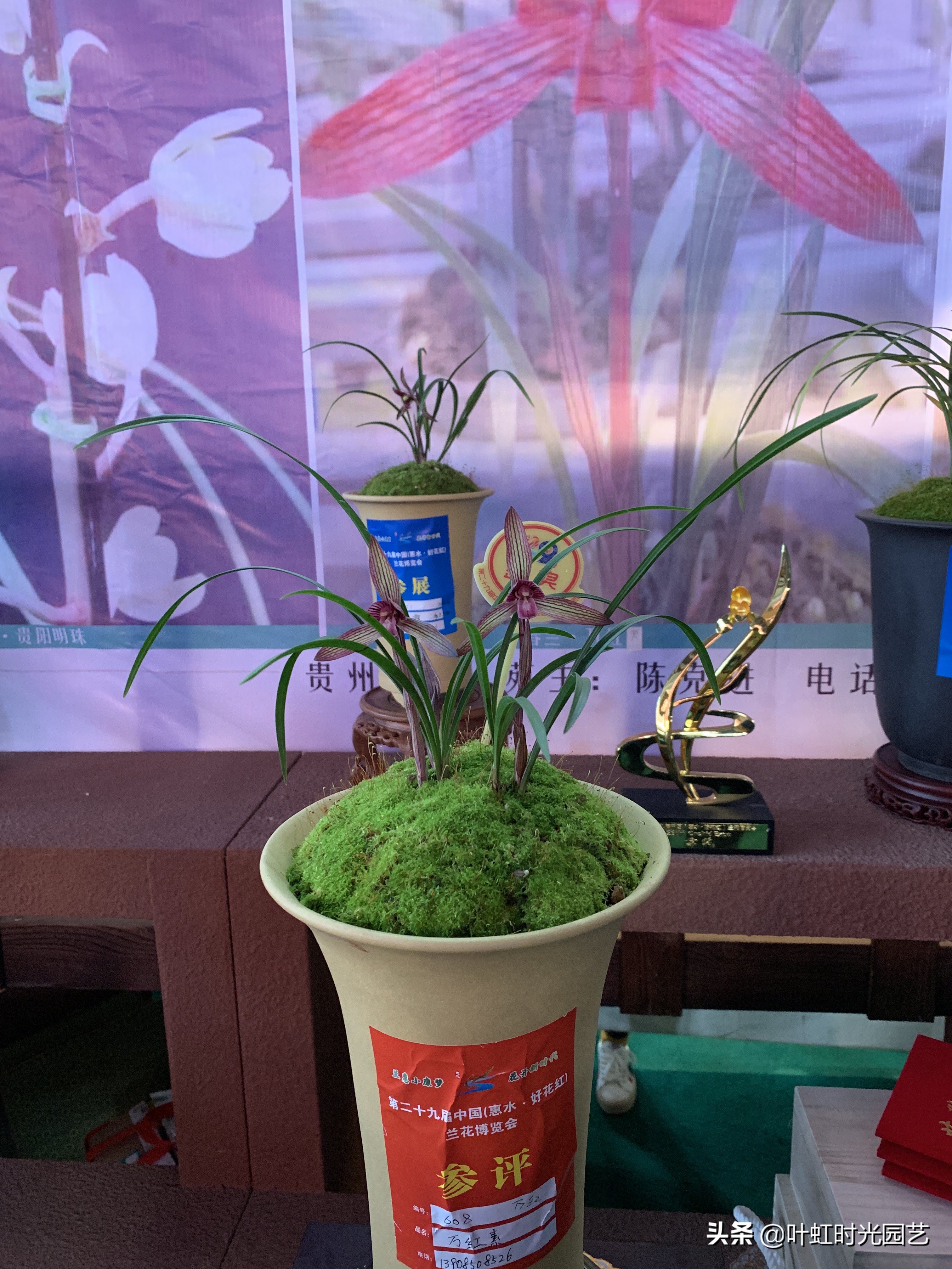 兰花叶片喷水,兰花叶子喷水