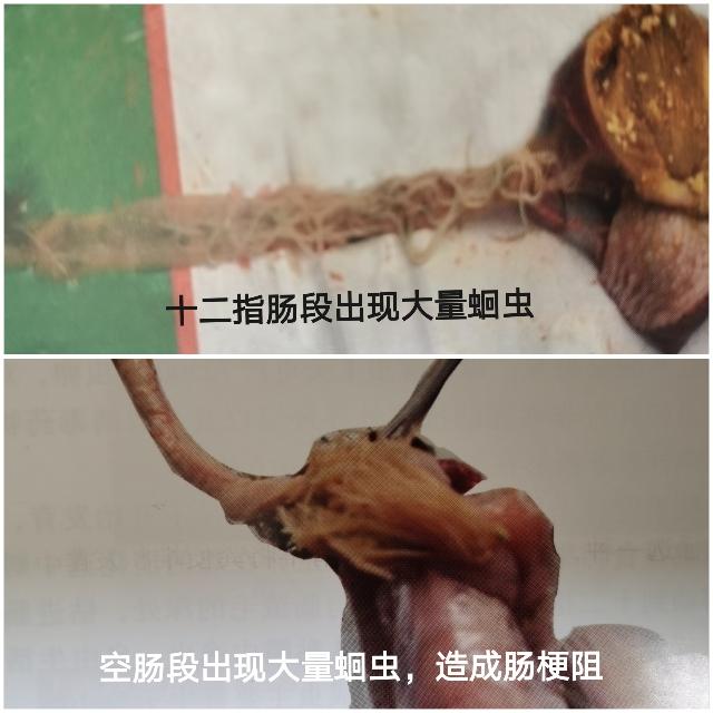 鸡消化系统常见的寄生虫疾病及防治