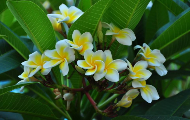 亚洲最穷国家却盛产美女,东南亚第一穷的国家