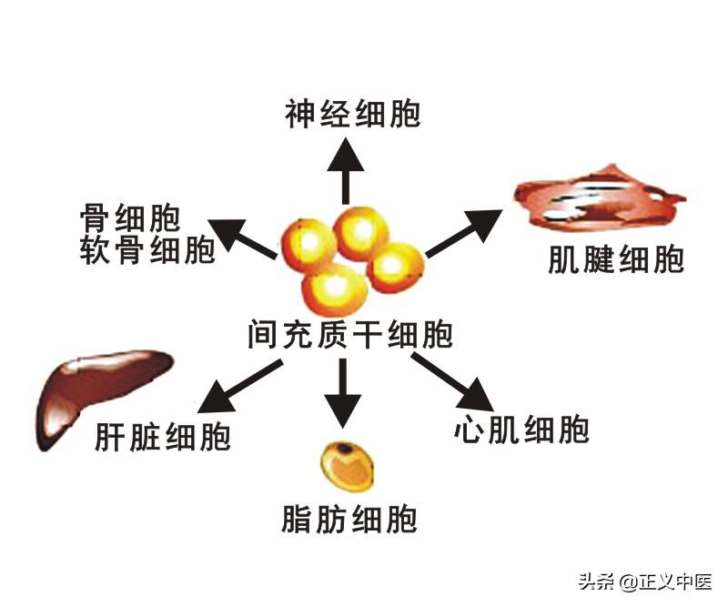 脾主要的细胞分布,脾主要的细胞