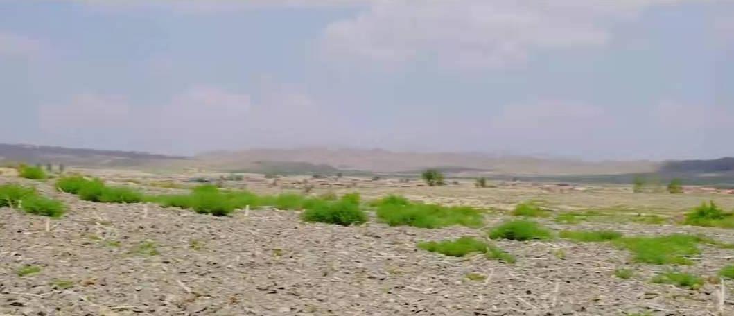 宁夏石头缝里种西瓜,宁夏农民石头地上种植西瓜的原因