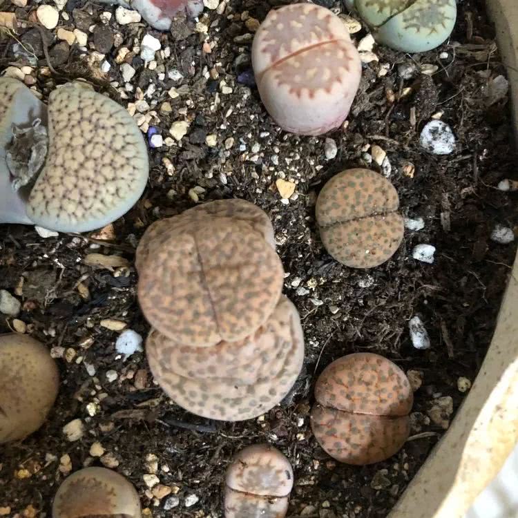 新手小白入坑多肉必看攻略,多肉新手入坑必备指南