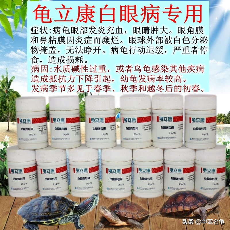 秋天乌龟怕冷怎么办,乌龟出现黄斑怎么办