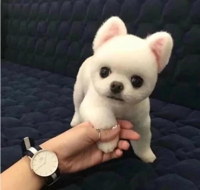 儋州宠物博美,博美小百科