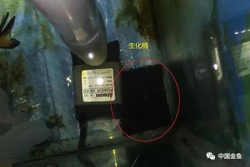 家庭鱼缸金鱼养殖技术视频,养金鱼一定要用增氧泵吗