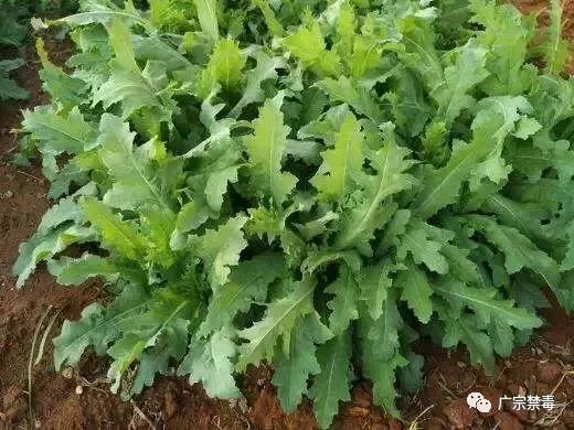 公安局禁种铲毒责任书,公安局禁种铲毒推进会