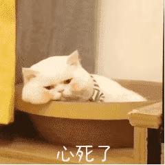 0糖0卡0脂肪的饮料真的无糖吗,揭开0糖0卡0脂肪饮料的真相