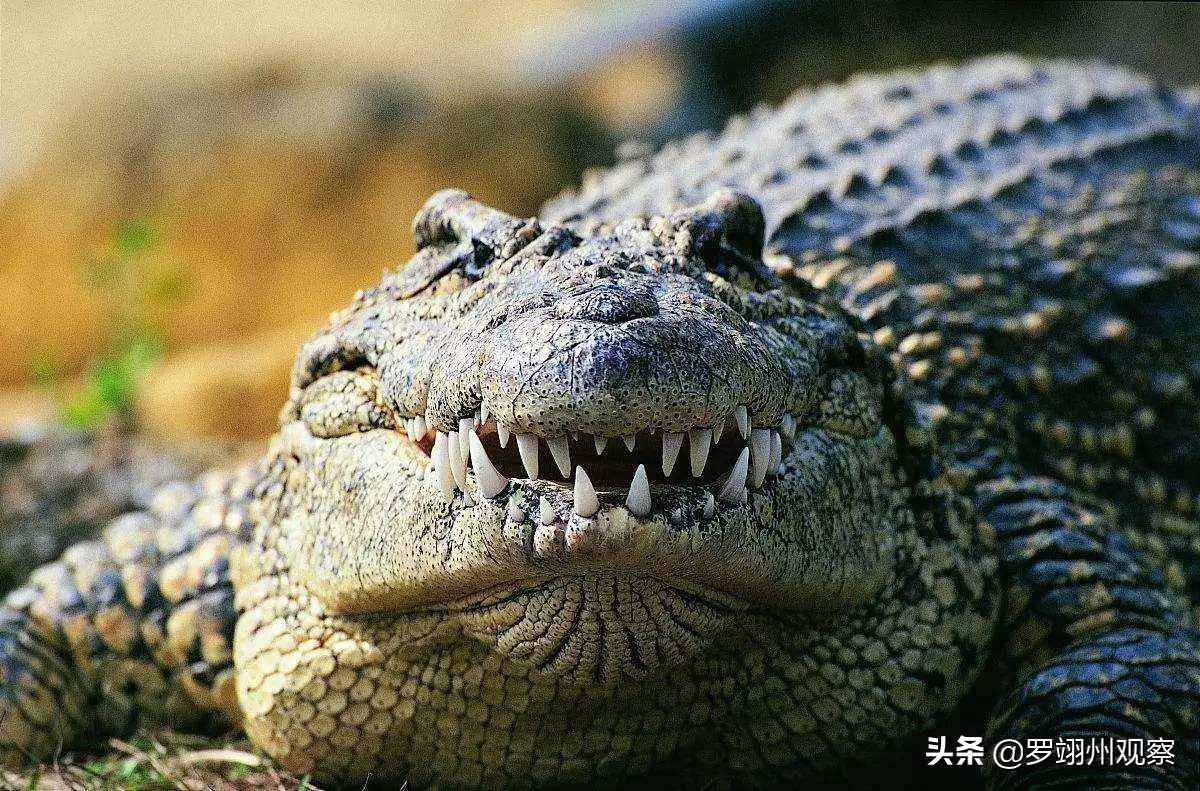 假如鳄鱼咬住了你的脚你该怎么办,要是鳄鱼咬住了人你咋办