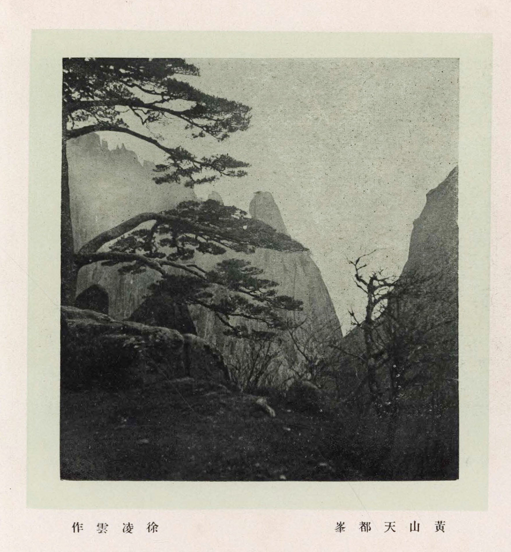 贵宾迎客松的真假辨别方法,黄山迎客松真假