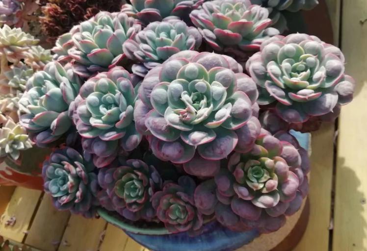 多肉养出状态来有多美？这102种多肉控养上色之后美呆了