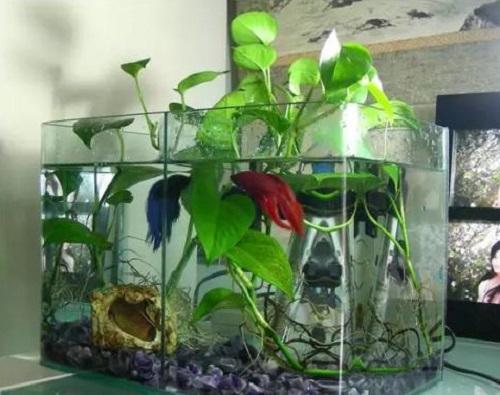 水培绿萝水里放什么不烂根,绿萝水培可以为什么土太湿会烂叶