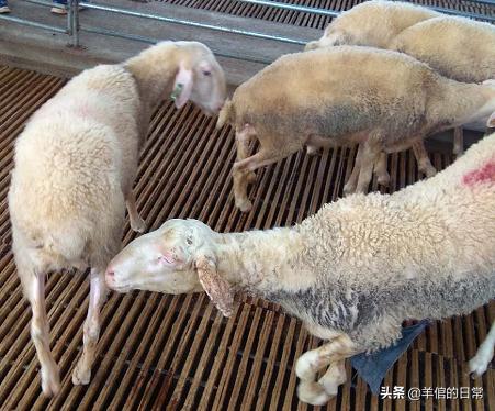 绵羊养殖技巧教学,绵羊的正确养殖方法