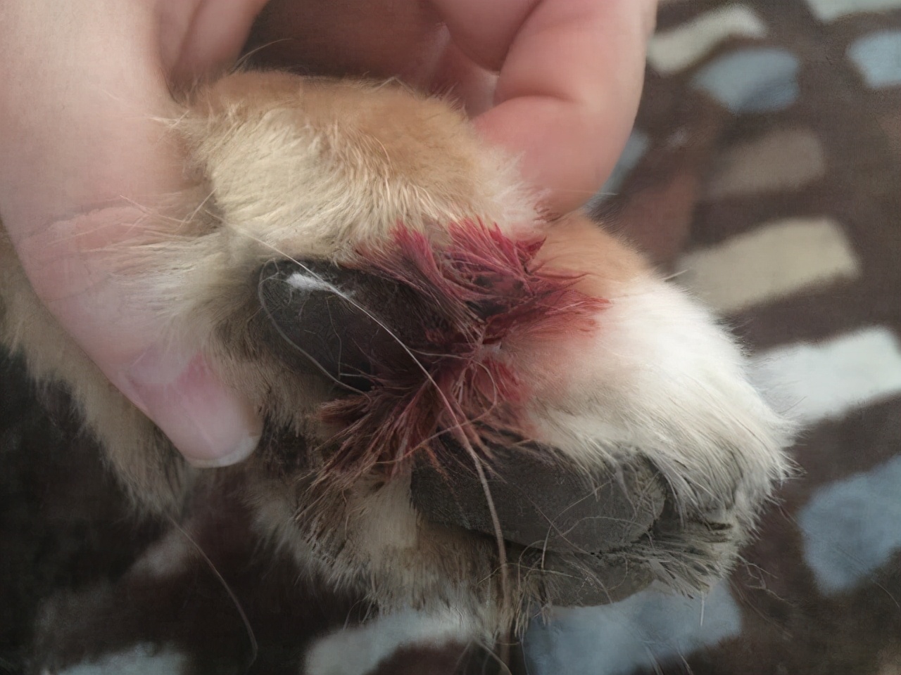 狗狗脚擦伤了应该怎么办才正确,狗狗被其他狗咬伤了怎么处理伤口