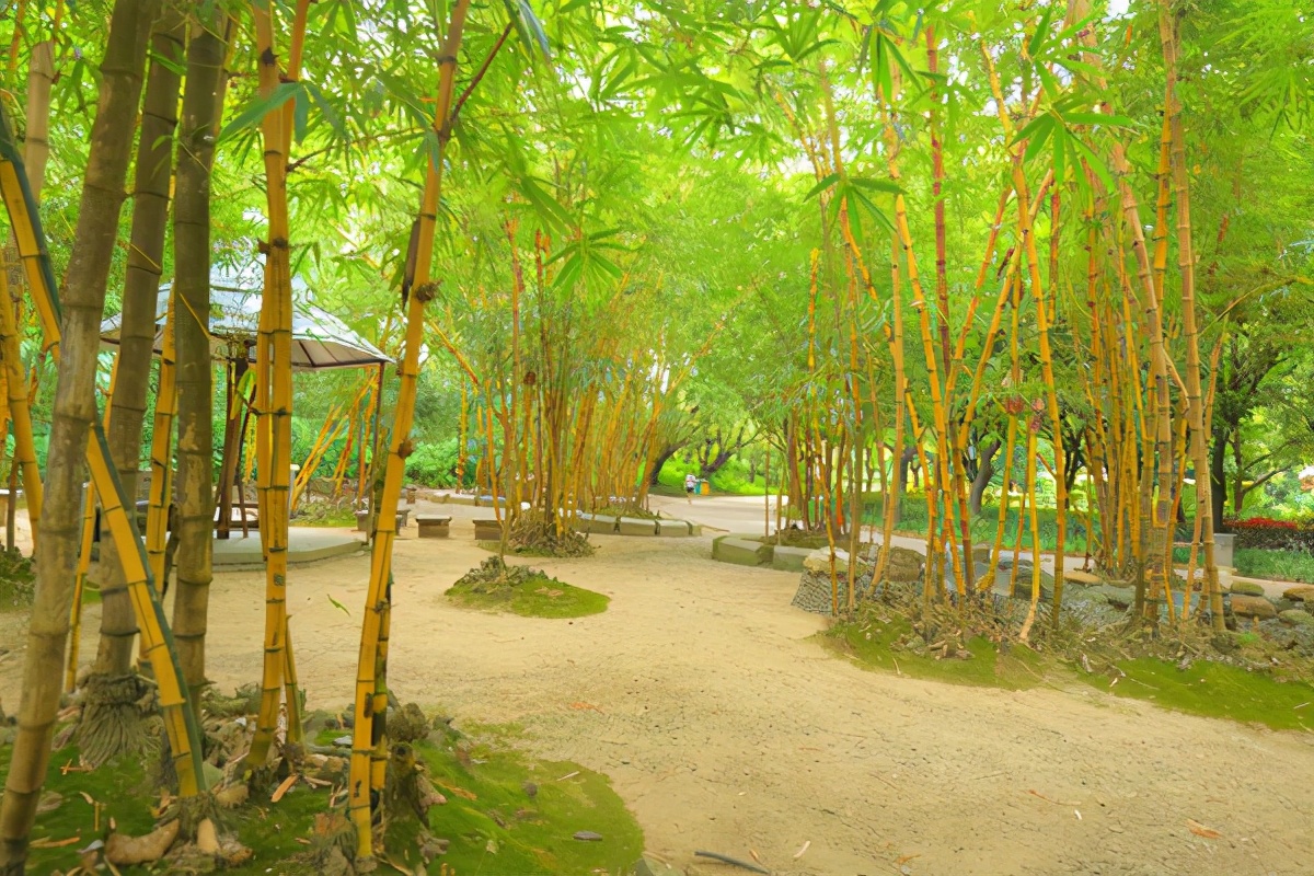 湿地公园菊展在哪,中山菊展一日游