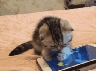 你根本不知道，养只猫有多幸福！