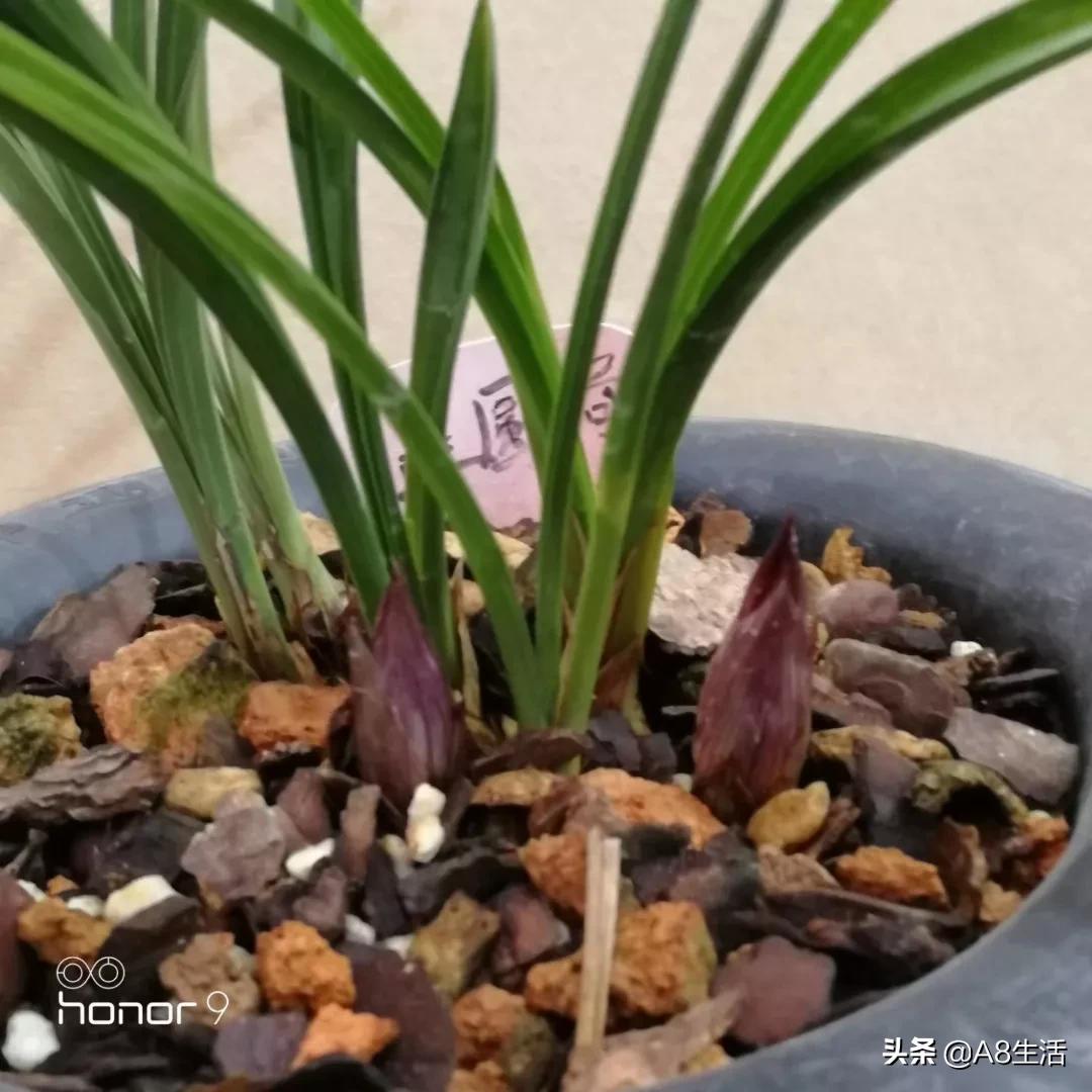 每日一品中药材,每日一品隶书作品