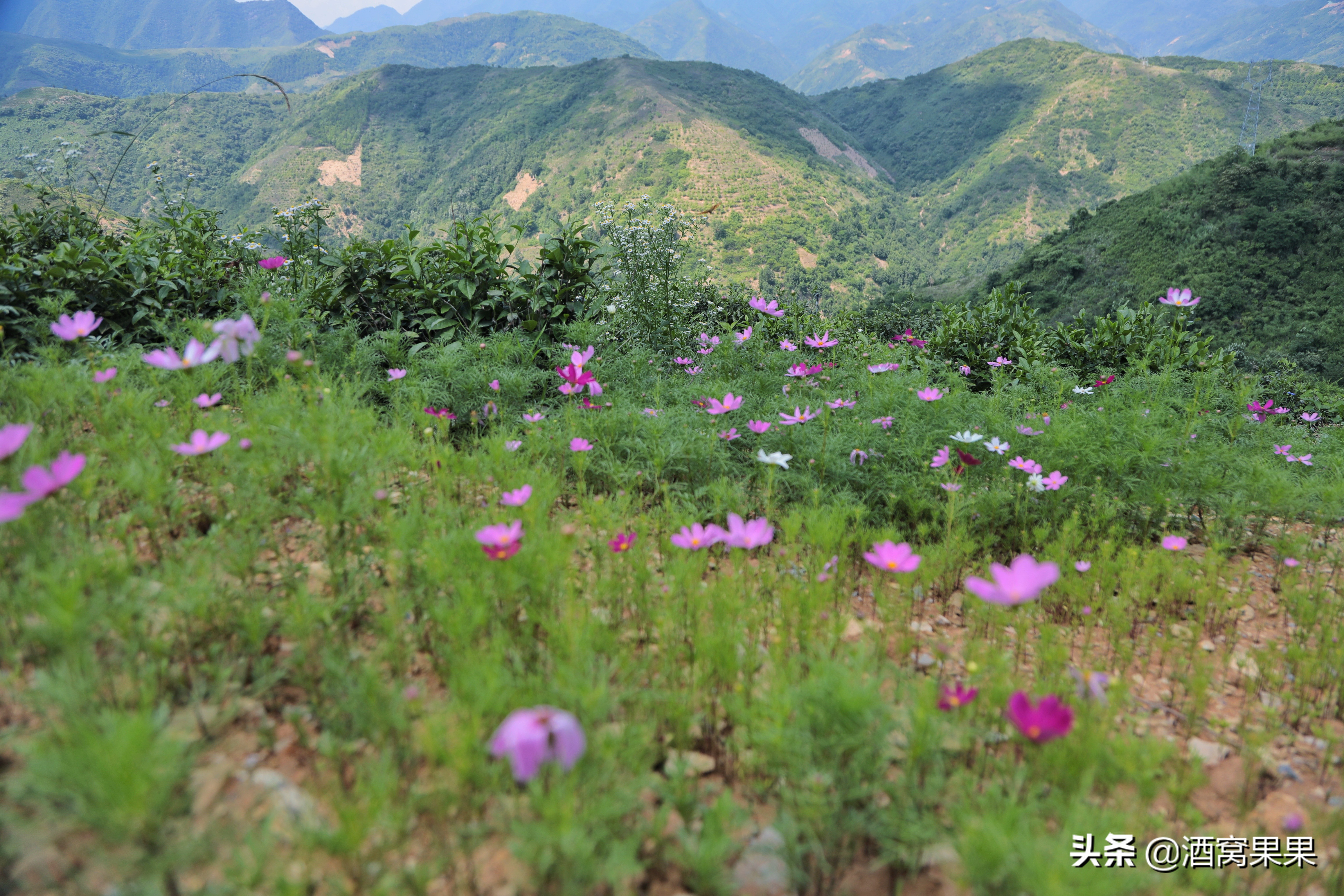 商洛大山深处免费的景区,陕西商洛山阳旅游攻略