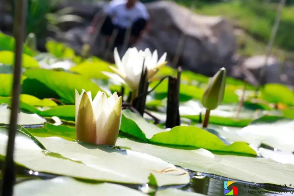 网友对青岛港湾职业学院的评价,街访你眼中的石家庄