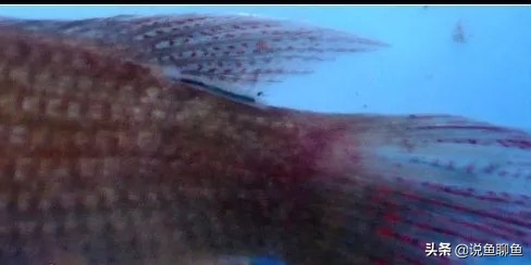 锚头蚤寄生虫怎样治疗,中国斗鱼寄生虫图片