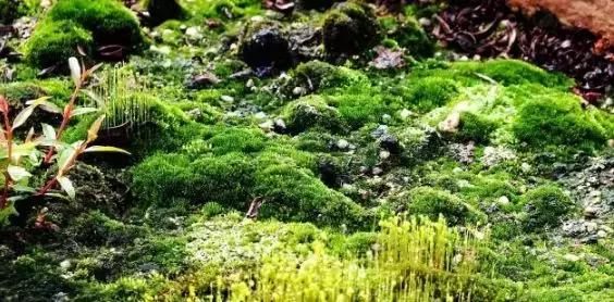 禅意庭院一定要用苔藓吗,禅意苔藓微景观制作视频