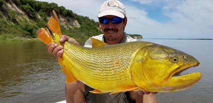 27公分的黄金河虎,黄金河虎凶猛吗