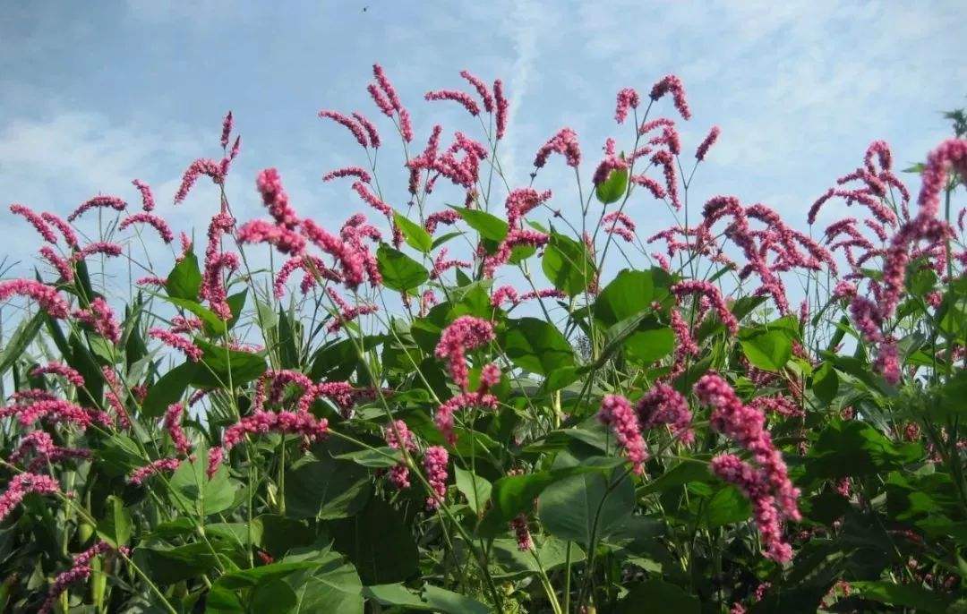 农村的野花野草哪几种可以吃,常见的野花野草却是农家之宝