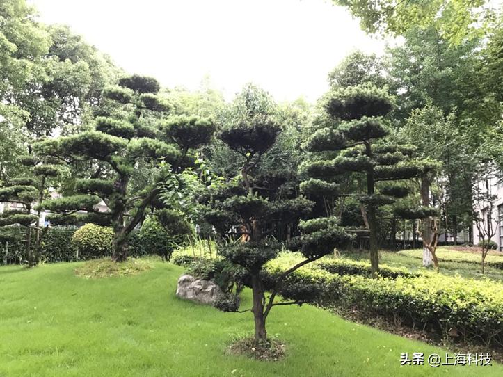 中青心语丨面对浦东一片农田,中科院上海药物所怎样割舍繁华