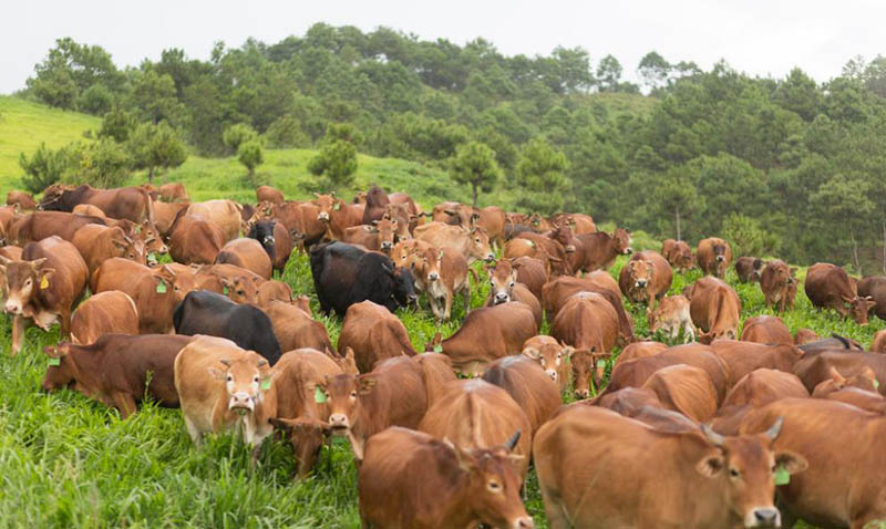 农村大叔养牛100头年收入100万,农村大叔养牛6000头