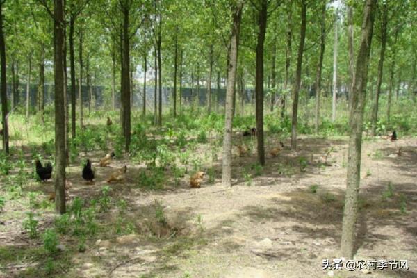 4种常见的农村创业项目诈骗，您必须了解，用这5招轻松应对！