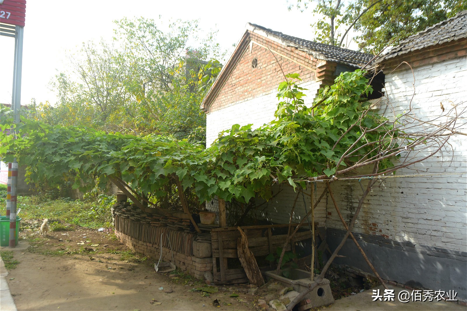 含有锌的食物和水果蔬菜,含有锌的蔬菜有哪些