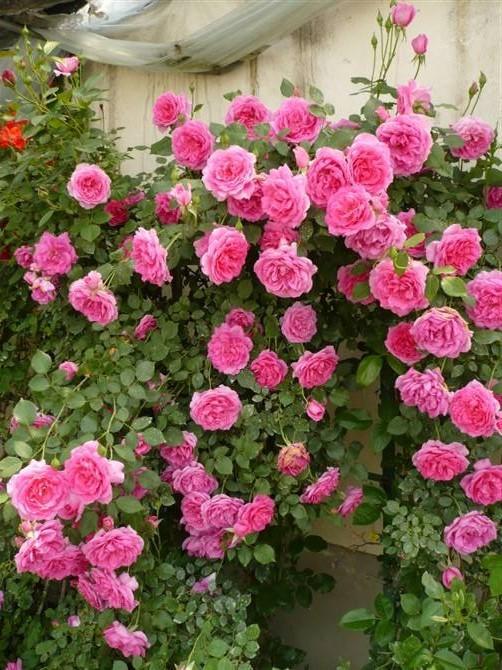 藤本月季花的冬季修剪,藤本月季太茂密花后修剪