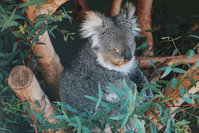 优惠活动vip套餐,河马生活节门票2019
