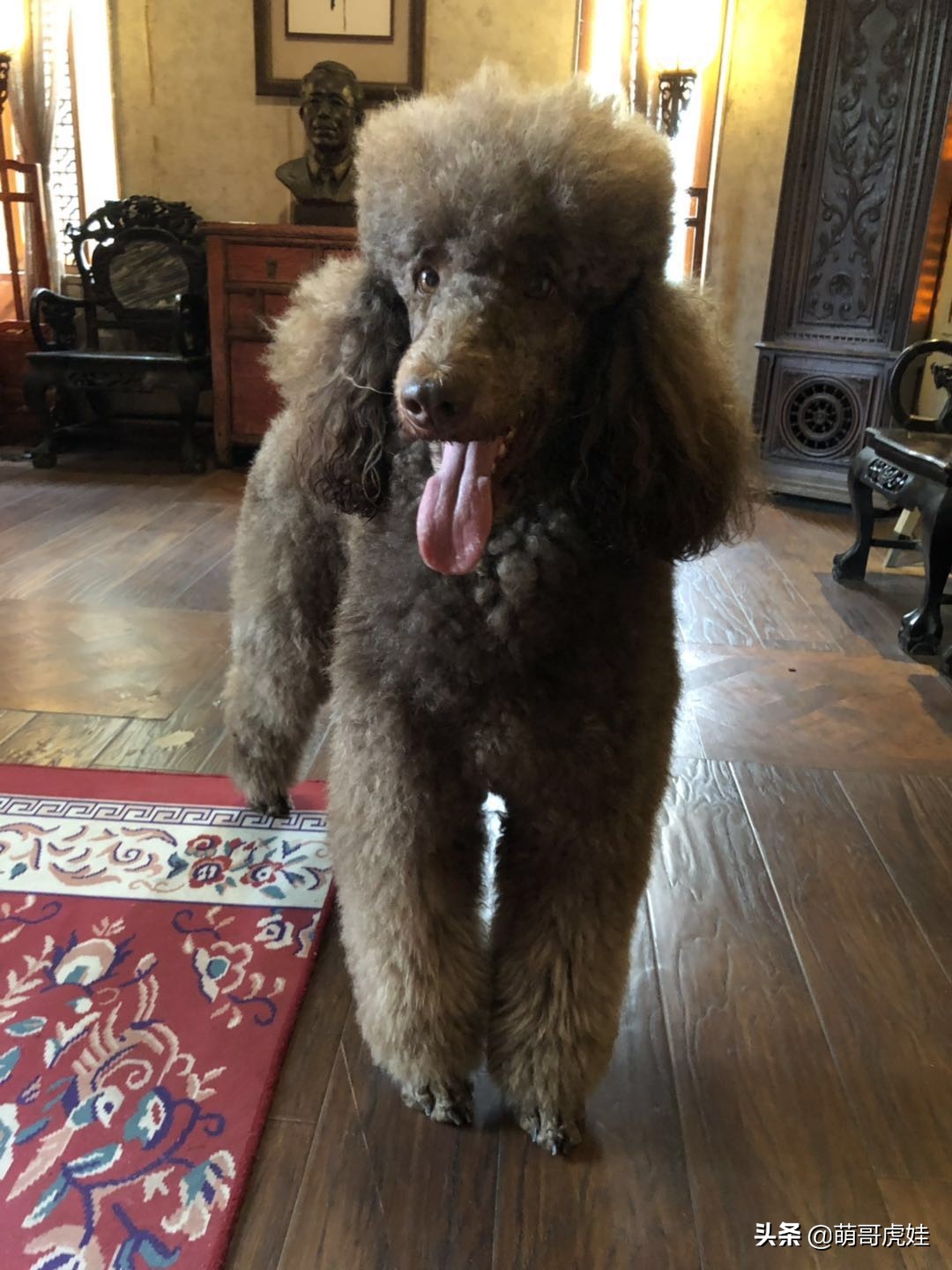 巨型贵宾遇到陌生的人乱咬怎么办,客人被猫抓伤打疫苗