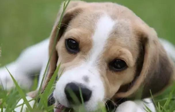 养狗的人最忌讳一句话,养狗的十条忠告