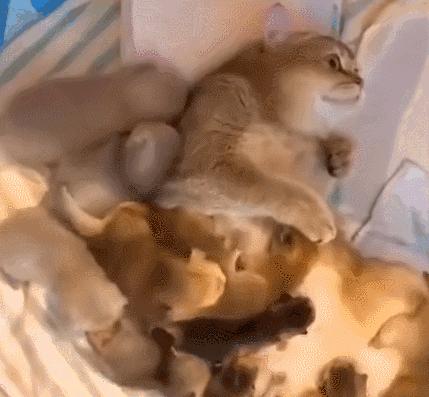 好不容易养大的猫被猪拱了,猫为什么喜欢被猪拱