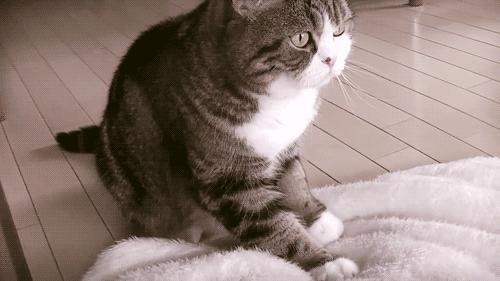 我妈叫我把养了一年的猫扔了,婆婆扔掉了我养了两年的猫后续