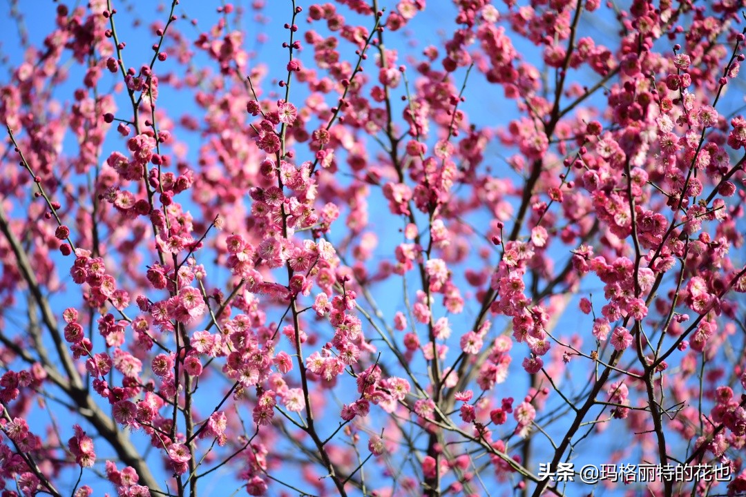 花园里四季常青的树,花园里四季都绿的植物