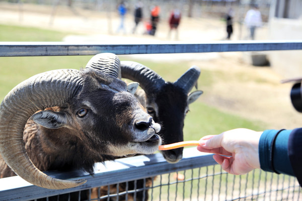 春游江淮请你来滁州版,春游江淮等您来