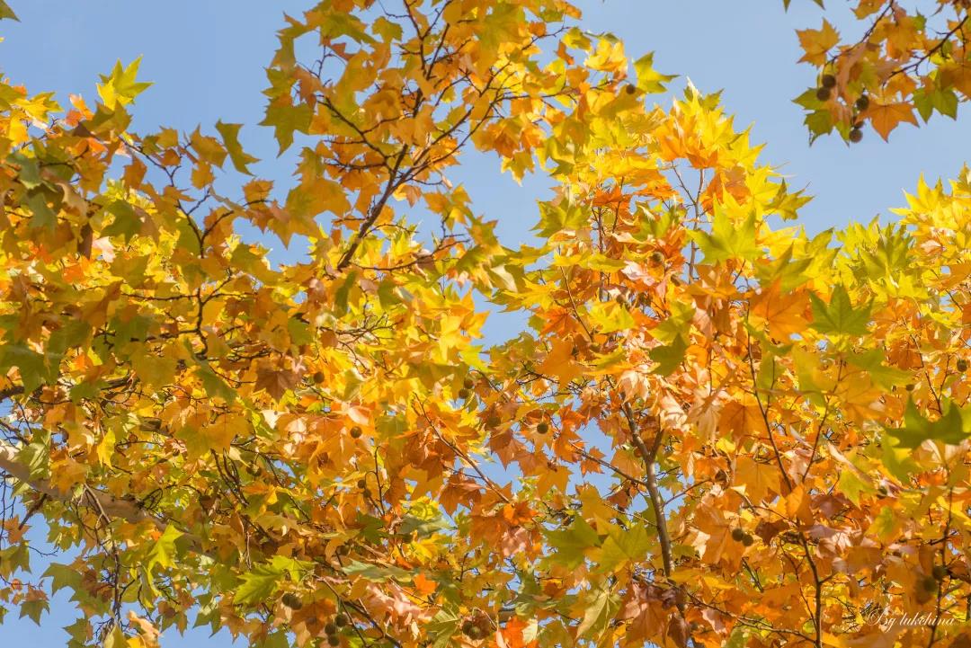 中南大学宿舍有多豪华,拥有十几个食堂的大学