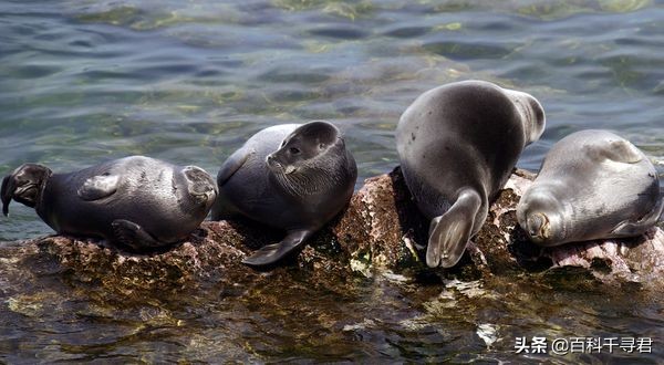 关于动物的10个伪事实你信了吗,关于动物的谣言许多人却深信不疑