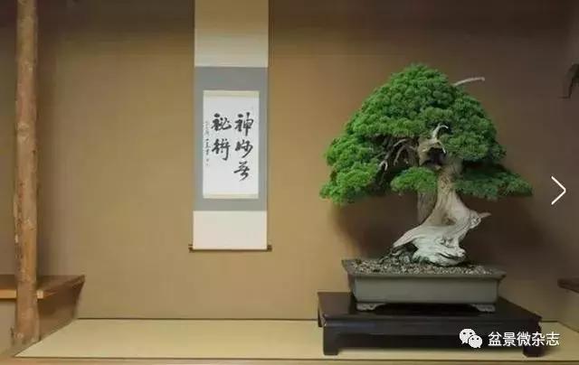 全世界最贵的100棵盆景,最贵的十种盆景