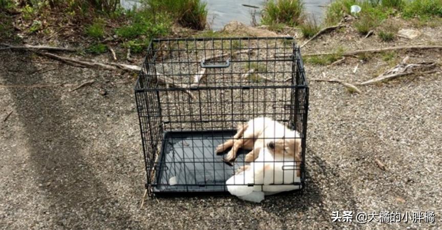 小金毛被遗弃到垃圾桶,小金毛生病被遗弃